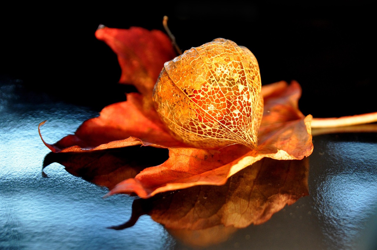 fall, physalis, lampion flower, nature, plant, orange, nightshade plant, lanterns, floristry, autumn flowers, ornamental plant, orange red, lampion, physalis, physalis, physalis, floristry, autumn flowers, autumn flowers, autumn flowers, autumn flowers, autumn flowers